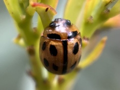 Peltoschema basicolle