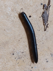 Ommatoiulus moreleti