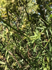 Cicuta douglasii
