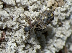 Cyphomyrmex rimosus