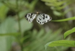 Nyctemera adversata
