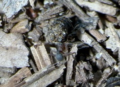 Cyphomyrmex rimosus