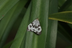 Nyctemera adversata