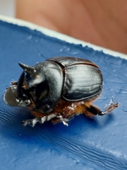 Onthophagus mniszechi
