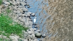 Egretta garzetta garzetta