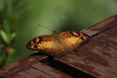 Vagrans sinha