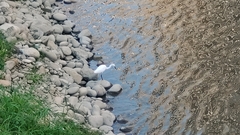 Egretta garzetta garzetta
