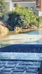 Egretta garzetta garzetta