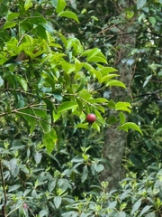 Syzygium hodgkinsoniae