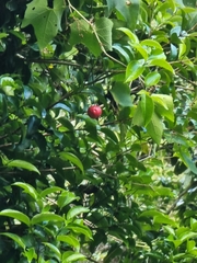 Syzygium hodgkinsoniae