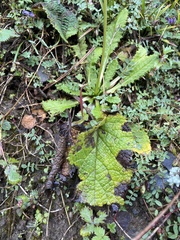 Primula glomerata
