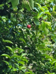 Syzygium hodgkinsoniae