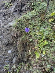 Primula glomerata