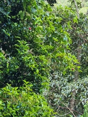 Syzygium hodgkinsoniae