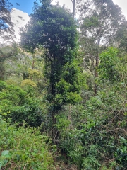 Syzygium hodgkinsoniae