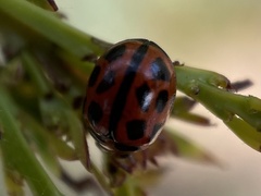 Peltoschema basicolle