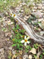 Bidens odorata