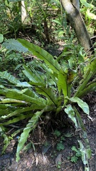 Asplenium nidus