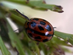 Peltoschema basicolle