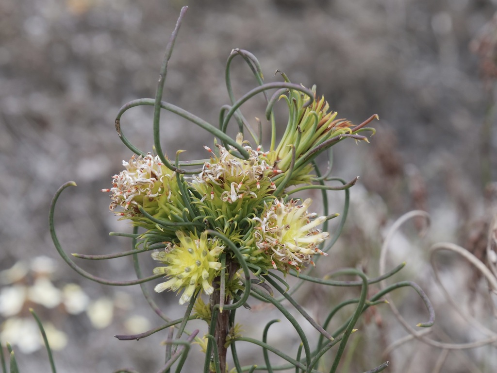 Petrophile acicularis