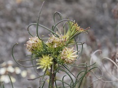 Petrophile acicularis