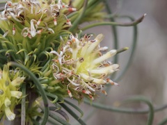 Petrophile acicularis