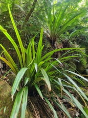 Helmholtzia glaberrima