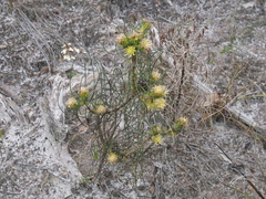 Petrophile acicularis