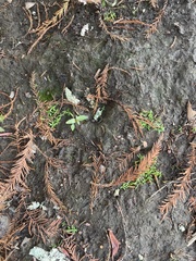 Callitriche nuttallii