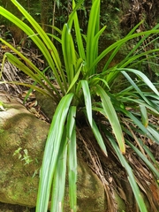 Helmholtzia glaberrima