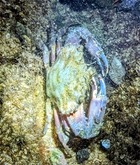 Charybdis hellerii
