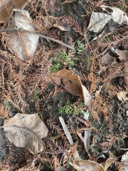 Callitriche nuttallii