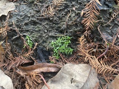 Callitriche nuttallii