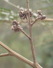 Dasineura rubiformis