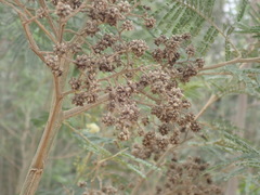 Dasineura rubiformis