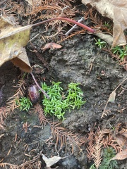 Callitriche nuttallii