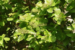 Premna serratifolia