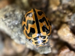 Cleobora mellyi