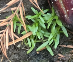 Callitriche nuttallii