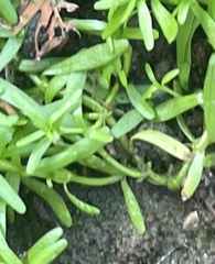 Callitriche nuttallii