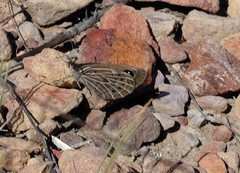 Pseudonympha trimenii