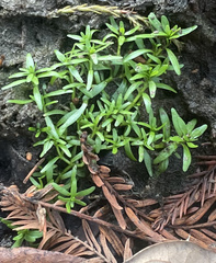 Callitriche nuttallii