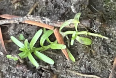 Callitriche nuttallii