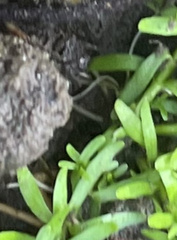 Callitriche nuttallii