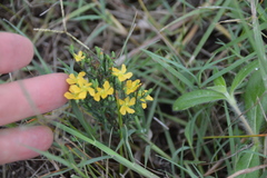 Hypericum drummondii