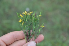 Hypericum drummondii