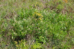 Ozoroa