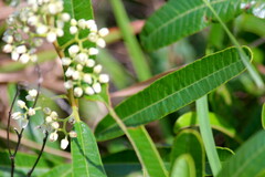 Ozoroa