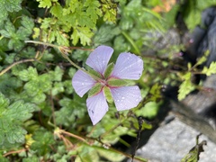 Geranium lambertii