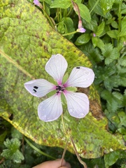 Geranium lambertii